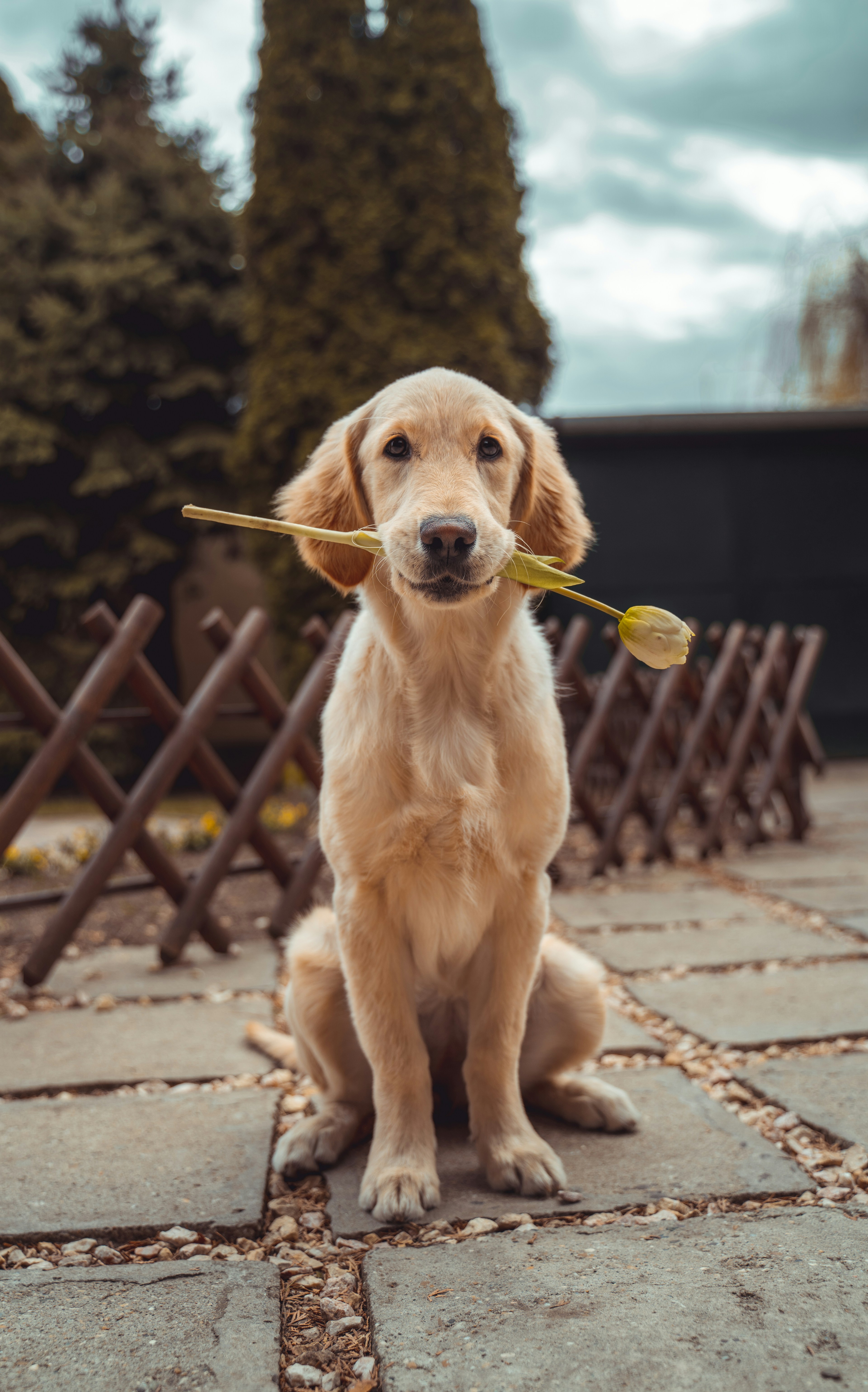Dog Jog service photo