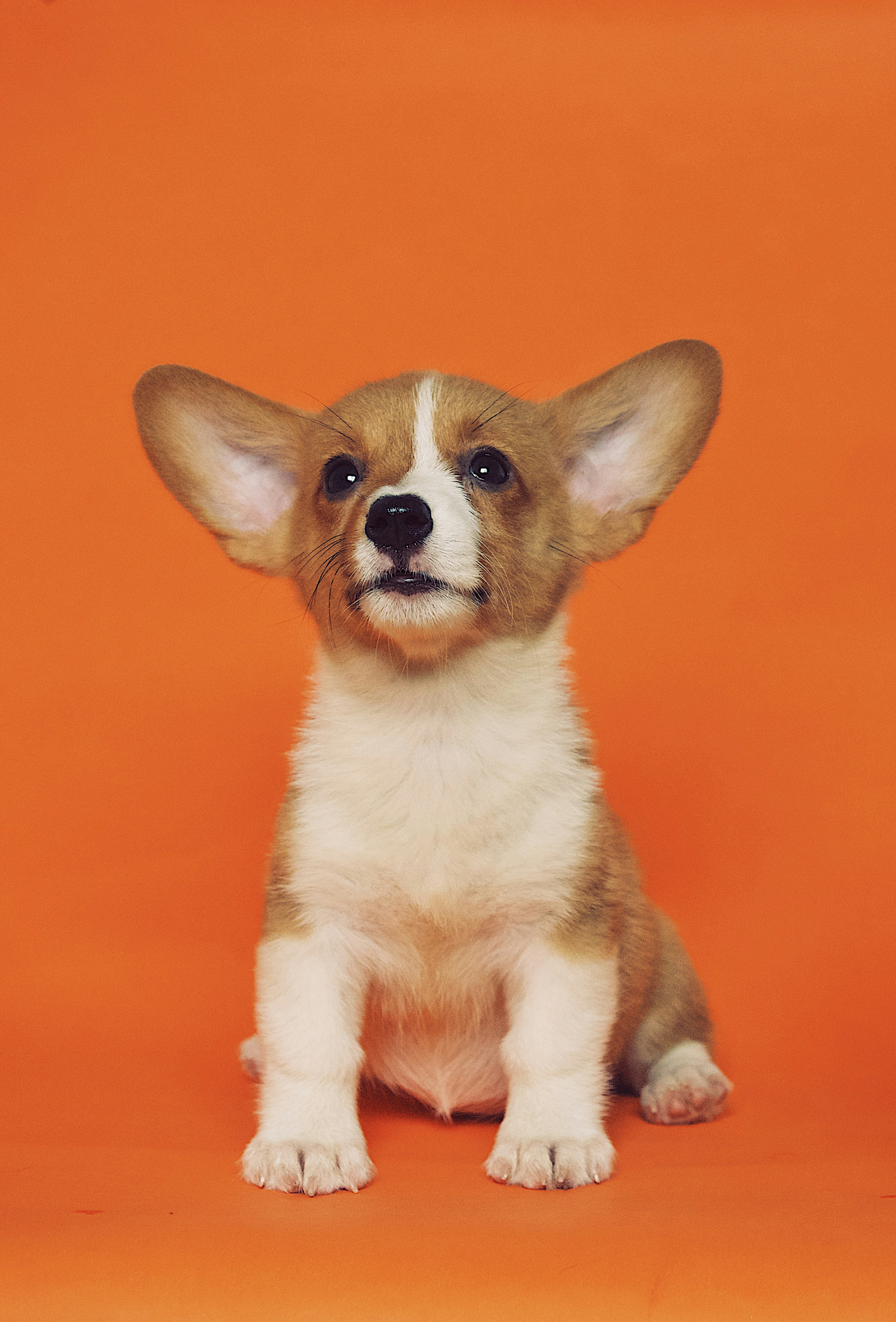 In-Home Dog Sitting service photo